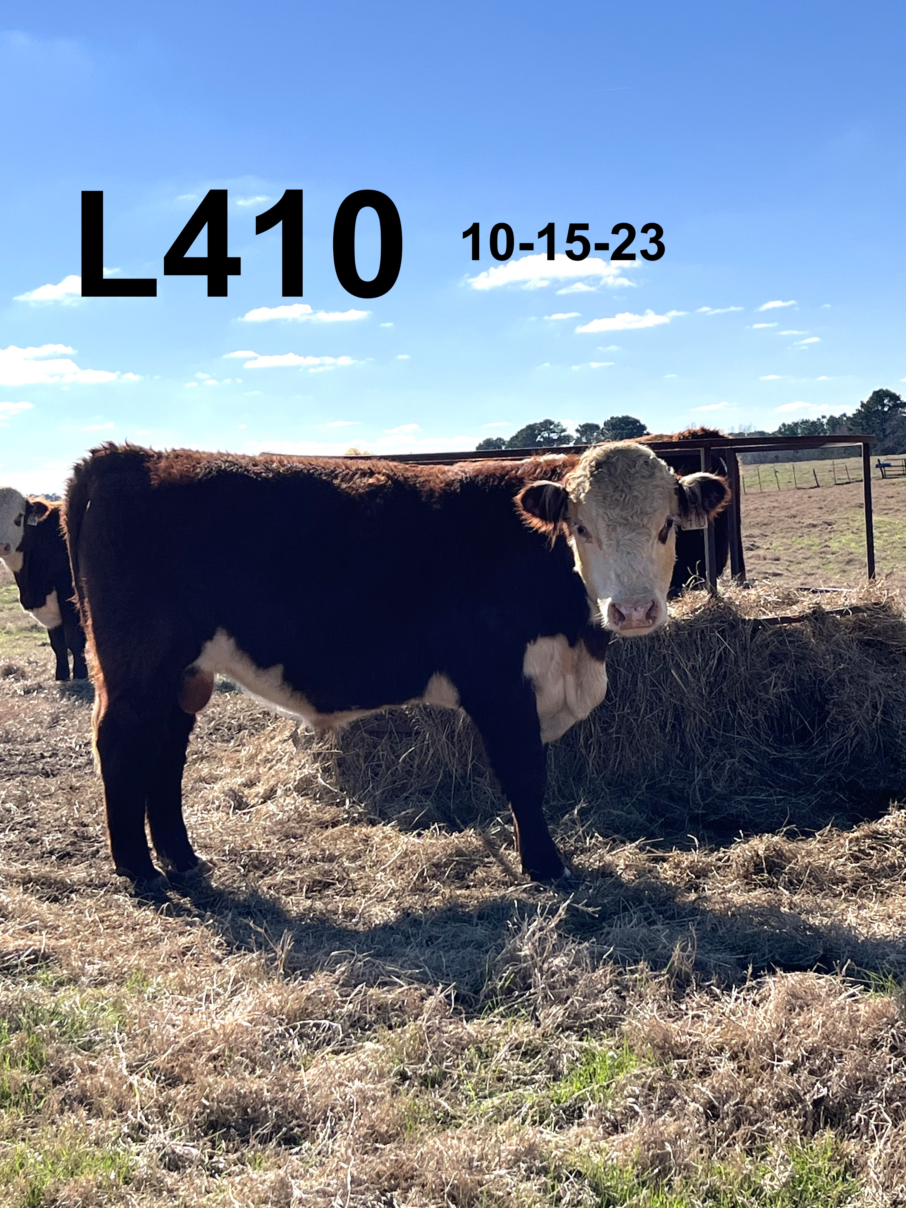 Registered Polled Hereford Bulls